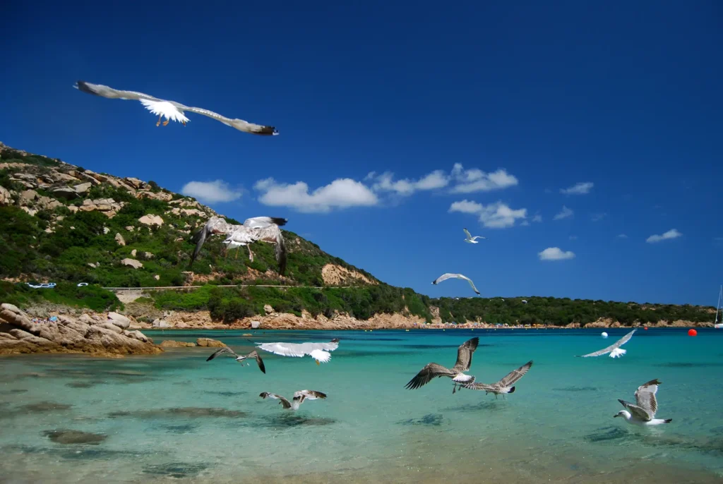 Seagulls flying and floating over crystal-clear turquoise waters near a scenic beach with rocky hills in the background.